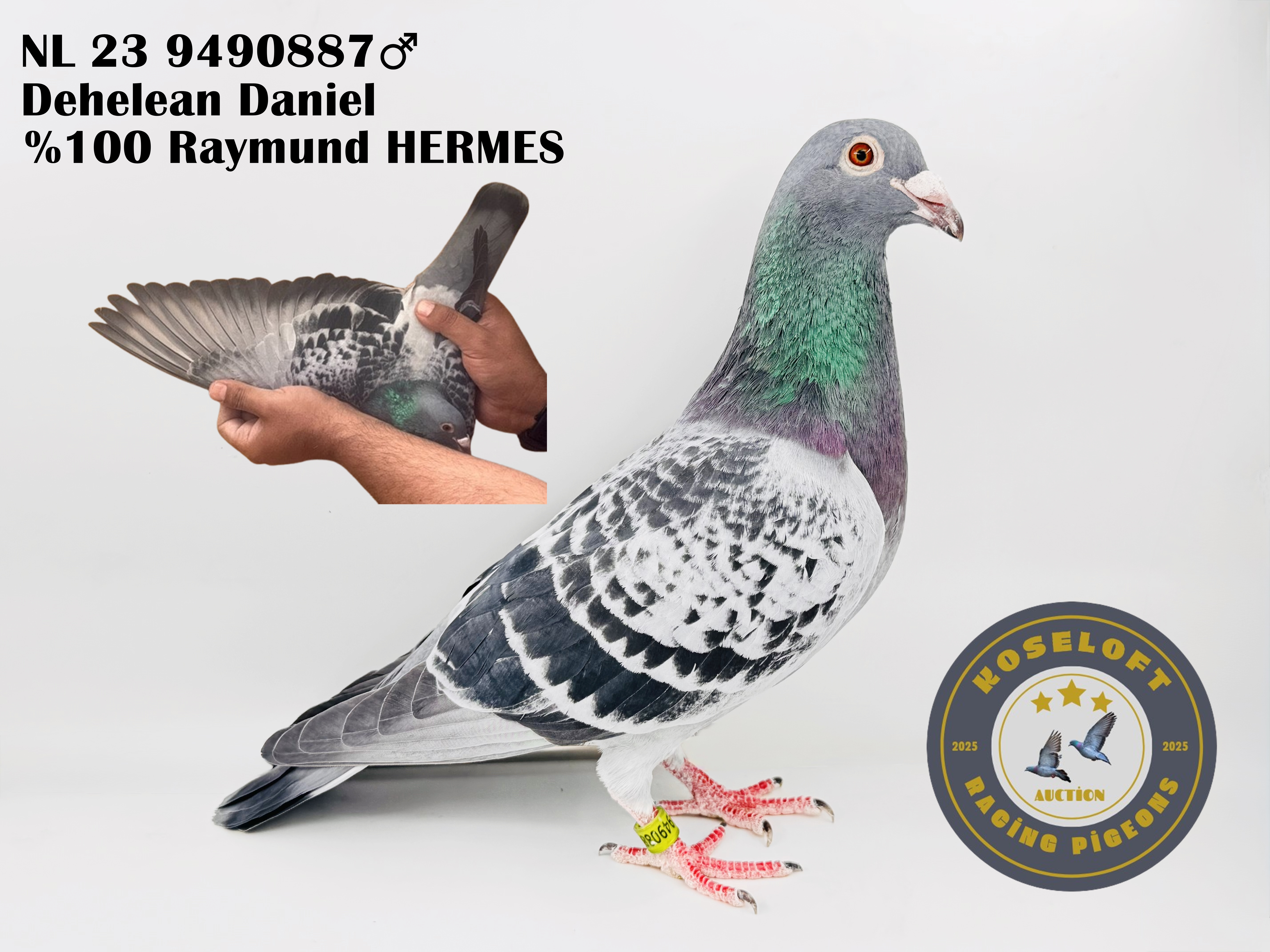 NL 23 9490887 ERKEK %100 RAYMUND HERMES